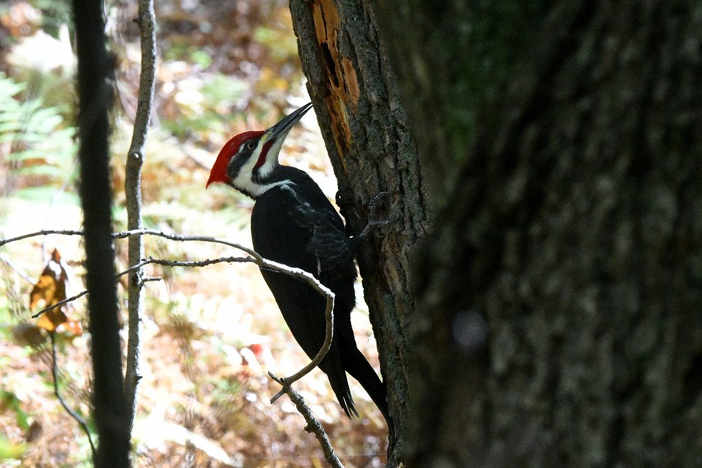 Woodpecker, Pileated, 2017-10188553 Broad Meadow Brook, MA.JPG - Pileated Woodpecker. Broad Meadow Brook Wildlife Sanctuary, MA, 10-18-2017